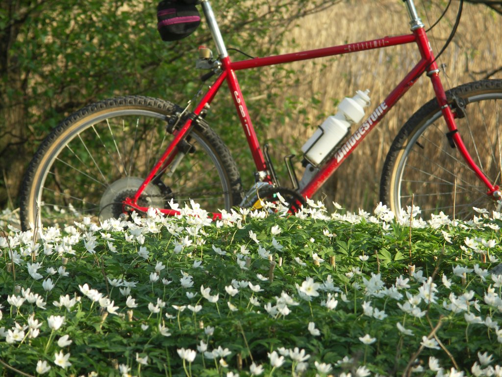 Windflowers