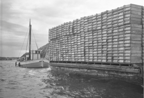 03  -- göteborgspråm doing fish transport in Lysekil