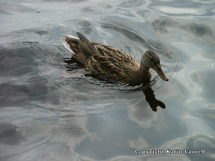 click for next picture